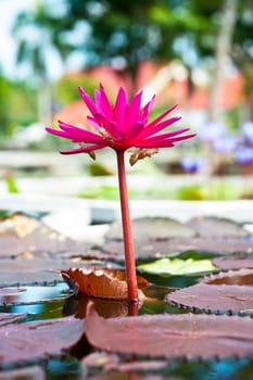 lotus flower of Thailand