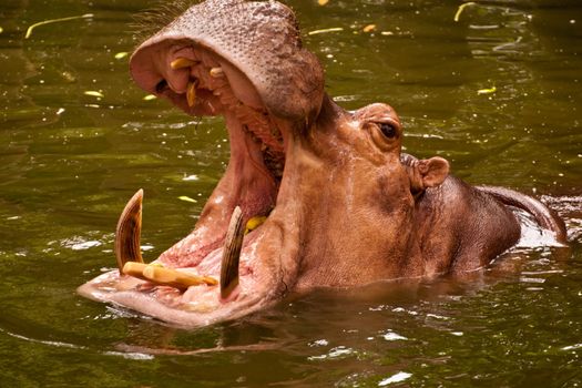 Hippo (Hippopotamus)