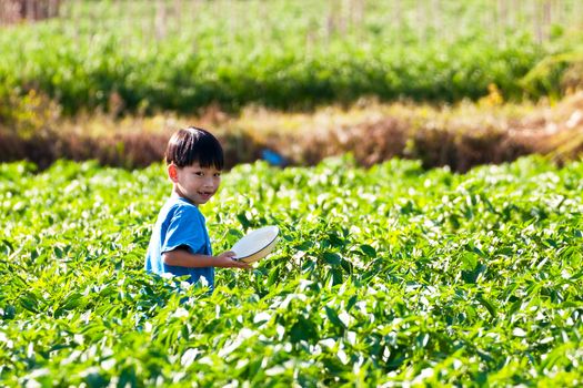 People working in the park of green peppers