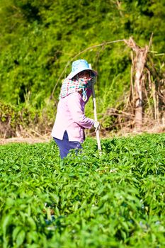 People working in the park of green peppers