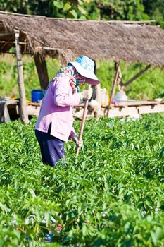 People working in the park of green peppers