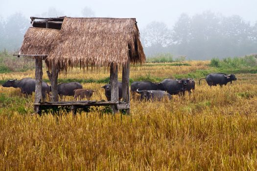 Mammal animal, Thai buffalo in grass field