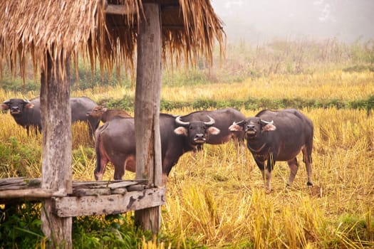 Mammal animal, Thai buffalo in grass field