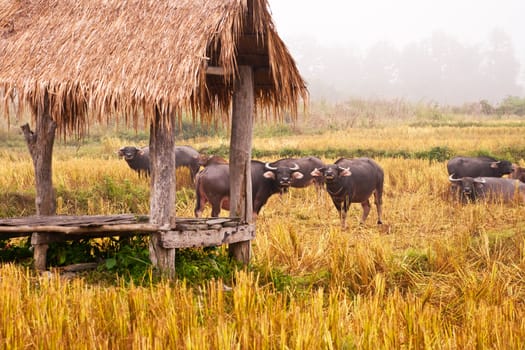 Mammal animal, Thai buffalo in grass field