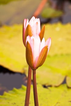 lotus flower of Thailand