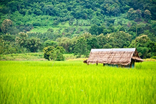 Green rice fields and mountains in Northern Highlands of Thailand South East Asia