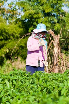 People working in the park of green peppers