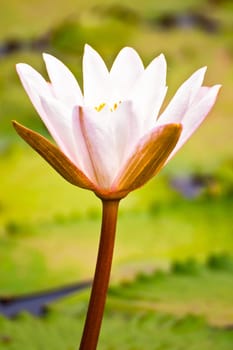 lotus flower of Thailand