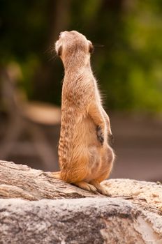 Meercat sitting will watch and looking