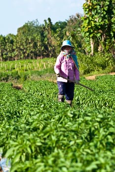 People working in the park of green peppers