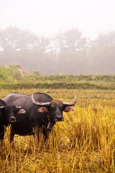 Mammal animal, Thai buffalo in grass field