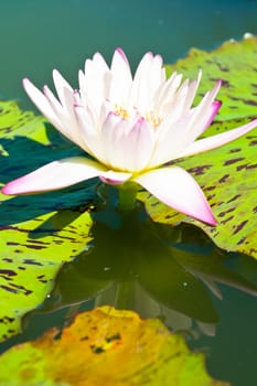 lotus flower of Thailand