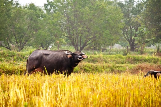 Mammal animal, Thai buffalo in grass field