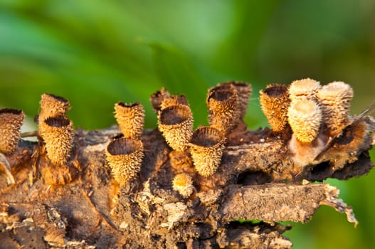 Orange burn cup mushroom or champagne mushroom, in Thailand