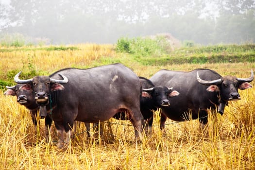 Mammal animal, Thai buffalo in grass field