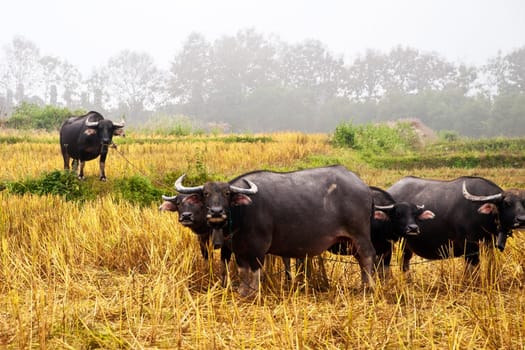 Mammal animal, Thai buffalo in grass field