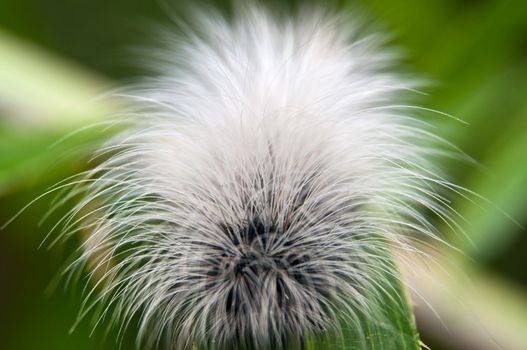 Hairy white caterpillar on a Leaves