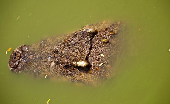 head of crocodile in water