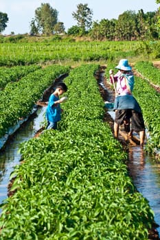 People working in the park of green peppers