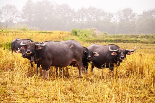 Mammal animal, Thai buffalo in grass field