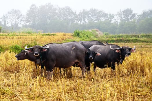 Mammal animal, Thai buffalo in grass field