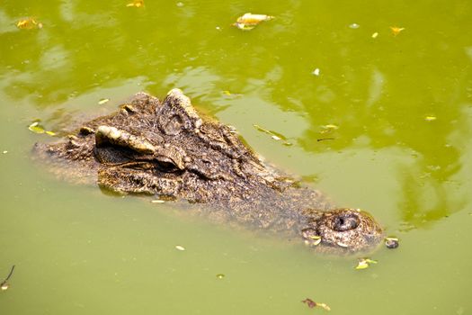 head of crocodile in water