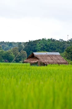 Green rice fields and mountains in Northern Highlands of Thailand South East Asia