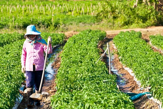 People working in the park of green peppers