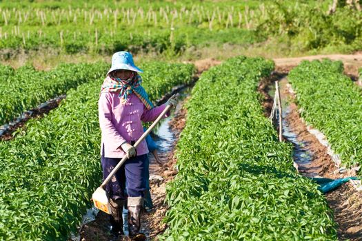 People working in the park of green peppers