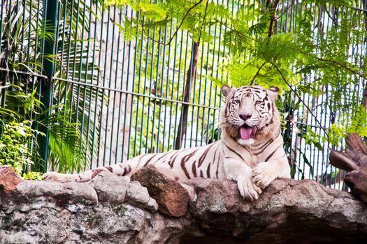 White Tiger