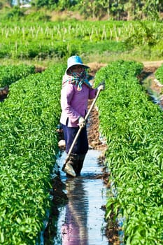 People working in the park of green peppers