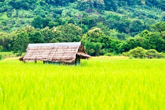 Green rice fields and mountains in Northern Highlands of Thailand South East Asia