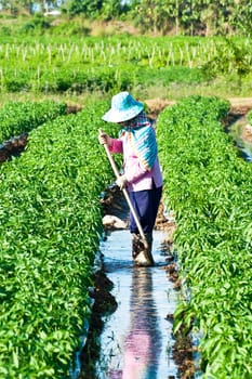 People working in the park of green peppers