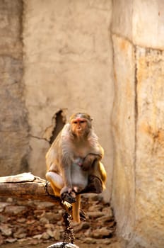 Macaque monkey eating bean