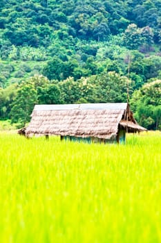 Green rice fields and mountains in Northern Highlands of Thailand South East Asia