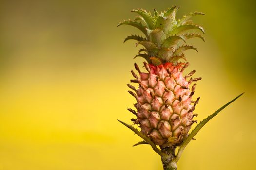 Ornamental pineapple isolated on green