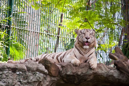 White Tiger