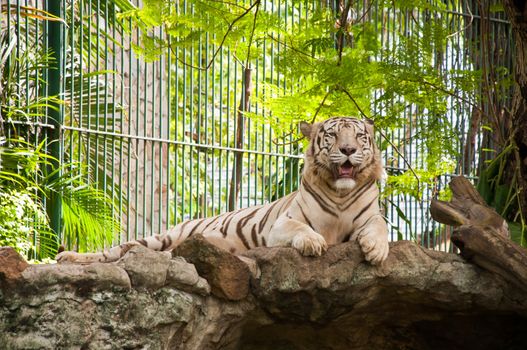 White Tiger