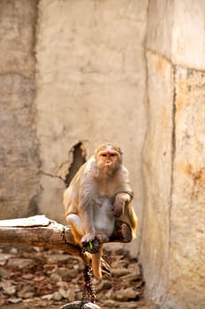 Macaque monkey eating bean