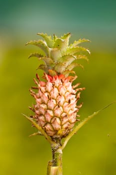 Ornamental pineapple isolated on green