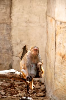 Macaque monkey eating bean