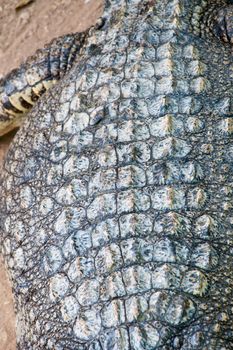 The detail of crocodile skin texture