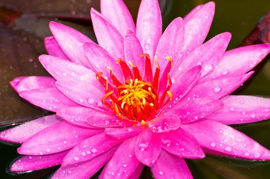 lotus flower of Thailand
