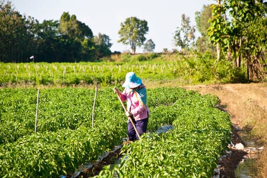 People working in the park of green peppers