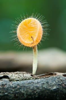 Orange burn cup mushroom or champagne mushroom, in Thailand