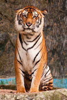 Bengal Tiger