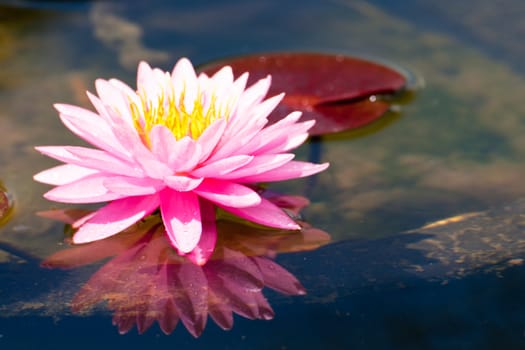 lotus flower of Thailand
