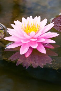 lotus flower of Thailand