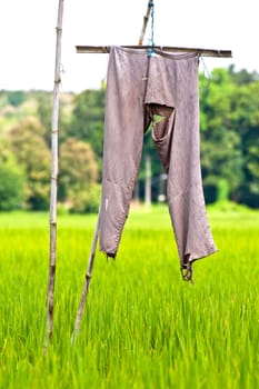 Green rice fields and mountains in Northern Highlands of Thailand South East Asia