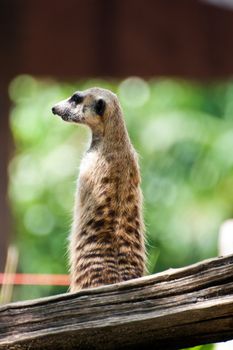 Meercat sitting will watch and looking